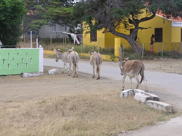 PJ4/OM1ATT Bonaire  Island