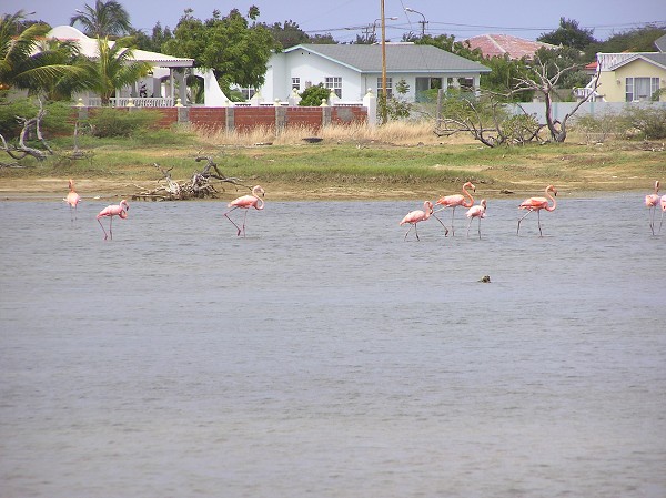 PJ4/OM1ATT Bonaire  Island