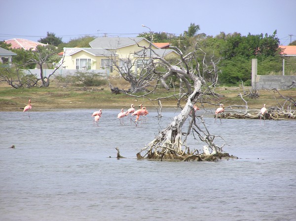 PJ4/OM1ATT Bonaire  Island