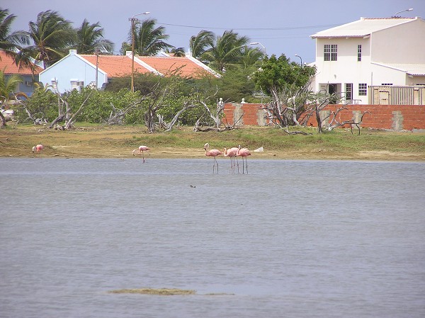 PJ4/OM1ATT Bonaire  Island