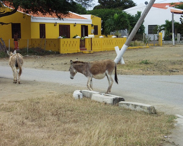 PJ4/OM1ATT Bonaire  Island