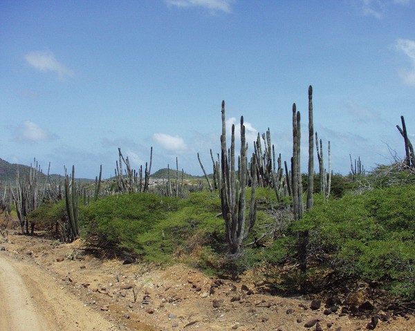 PJ4/OM1ATT Bonaire  Island