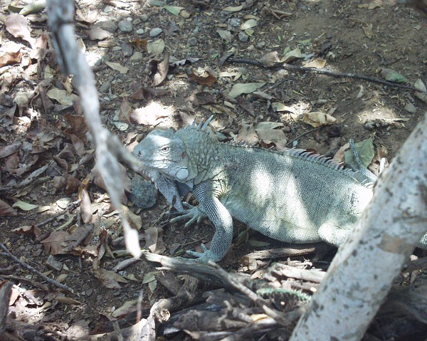 PJ4/OM1ATT Bonaire  Island