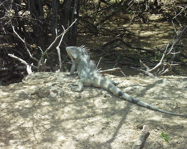 PJ4/OM1ATT Bonaire  Island