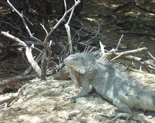 PJ4/OM1ATT Bonaire  Island