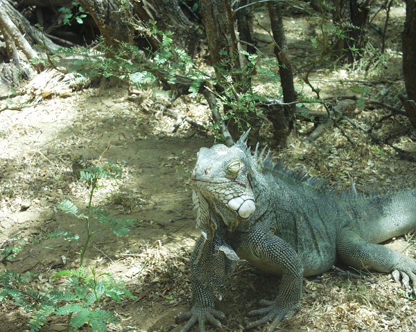 PJ4/OM1ATT Bonaire  Island