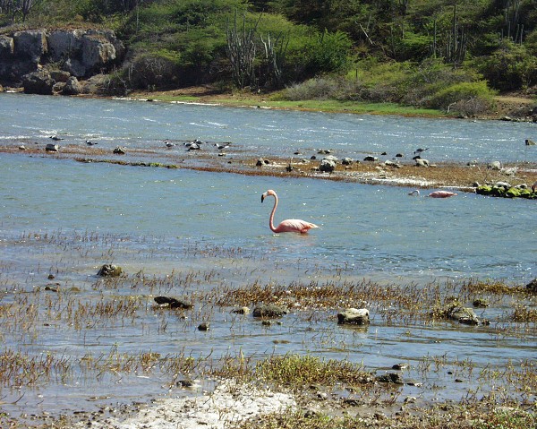 PJ4/OM1ATT Bonaire  Island