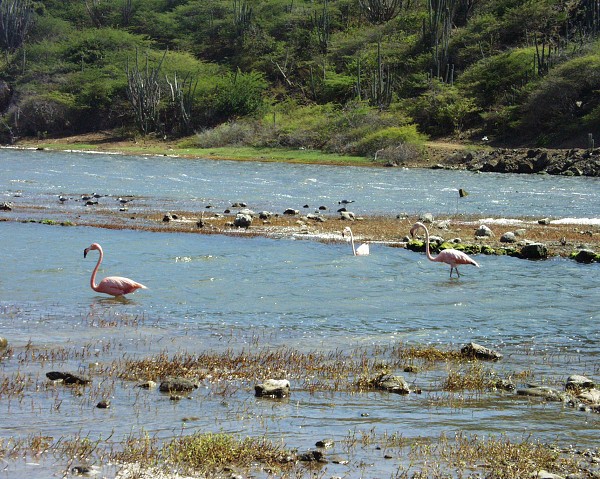 PJ4/OM1ATT Bonaire  Island