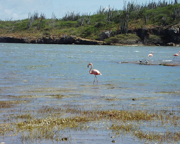 PJ4/OM1ATT Bonaire  Island