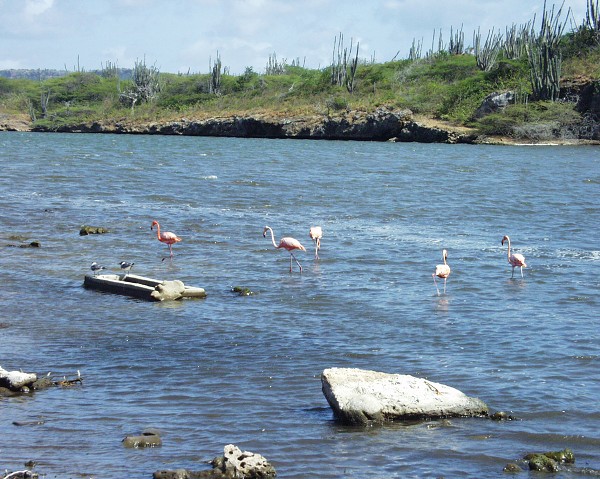 PJ4/OM1ATT Bonaire  Island